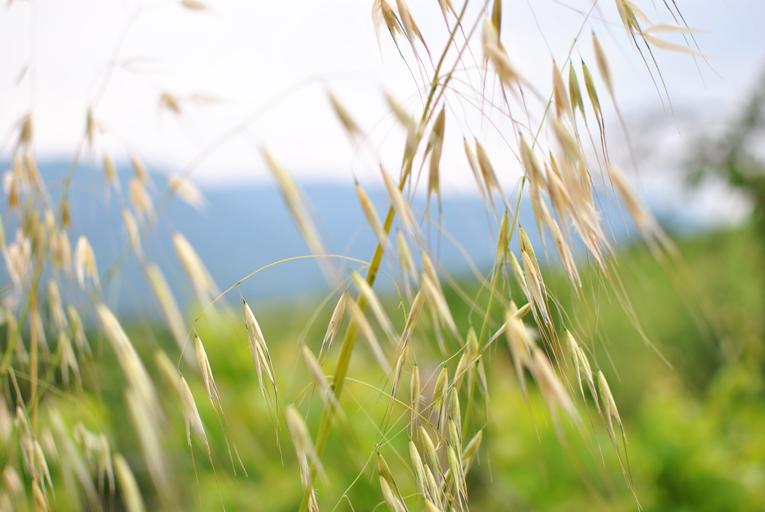 come la pioggia per l'estate