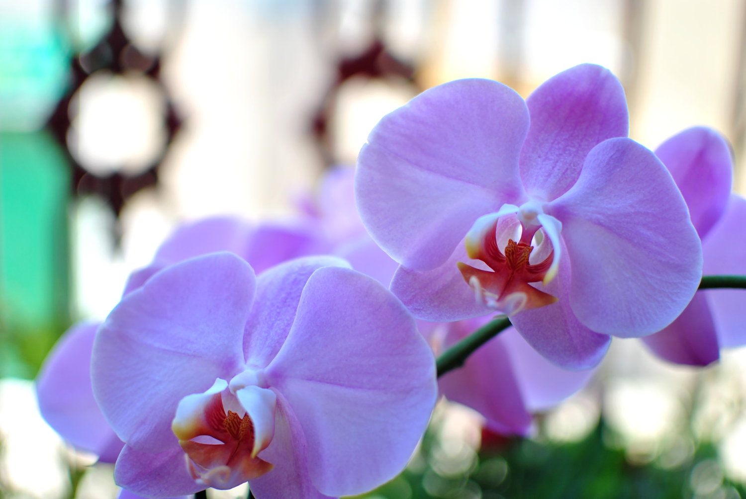 Settembre è la quinta stagione dell'anno, orchidee
